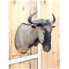 Image 2 : African Blue Wildebeest Shoulder Mount Taxidermy
