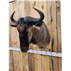 Image 3 : African Blue Wildebeest Shoulder Mount Taxidermy