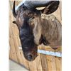 Image 4 : African Blue Wildebeest Shoulder Mount Taxidermy