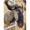 Image 5 : African Blue Wildebeest Shoulder Mount Taxidermy