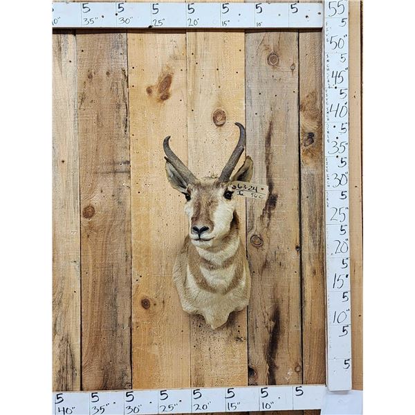 Pronghorn Antelope Shoulder Mount Taxidermy