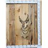 Image 1 : Pronghorn Antelope Shoulder Mount Taxidermy