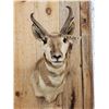 Image 2 : Pronghorn Antelope Shoulder Mount Taxidermy