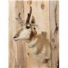 Image 3 : Pronghorn Antelope Shoulder Mount Taxidermy