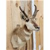Image 4 : Pronghorn Antelope Shoulder Mount Taxidermy