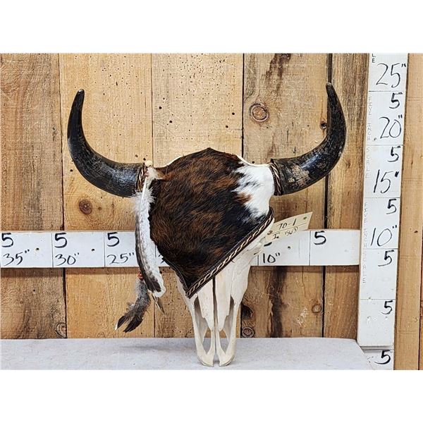 Decorated American Bison Buffalo Skull Taxidermy