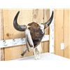 Image 2 : Decorated American Bison Buffalo Skull Taxidermy