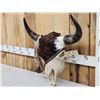 Image 3 : Decorated American Bison Buffalo Skull Taxidermy