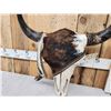 Image 4 : Decorated American Bison Buffalo Skull Taxidermy