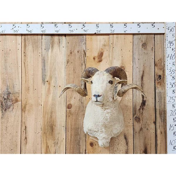 Rambouillet Ram Sheep Shoulder Mount Taxidermy