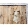 Image 1 : Rambouillet Ram Sheep Shoulder Mount Taxidermy