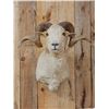 Image 2 : Rambouillet Ram Sheep Shoulder Mount Taxidermy