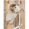 Image 3 : Rambouillet Ram Sheep Shoulder Mount Taxidermy