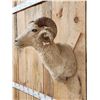 Image 4 : Rambouillet Ram Sheep Shoulder Mount Taxidermy
