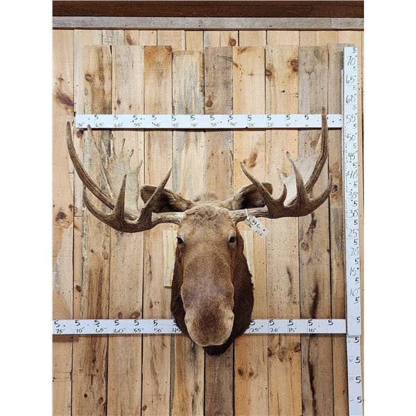 45" Wide Shiras Moose Shoulder Mount Taxidermy