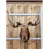 Image 1 : 45" Wide Shiras Moose Shoulder Mount Taxidermy
