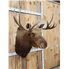 Image 2 : 45" Wide Shiras Moose Shoulder Mount Taxidermy