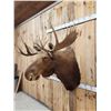 Image 3 : 45" Wide Shiras Moose Shoulder Mount Taxidermy