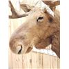 Image 4 : 45" Wide Shiras Moose Shoulder Mount Taxidermy
