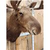 Image 5 : 45" Wide Shiras Moose Shoulder Mount Taxidermy