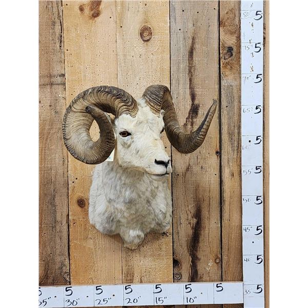 Alaskan Dall Sheep Shoulder Mount Taxidermy