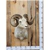 Image 1 : Alaskan Dall Sheep Shoulder Mount Taxidermy