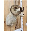 Image 2 : Alaskan Dall Sheep Shoulder Mount Taxidermy