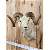 Image 3 : Alaskan Dall Sheep Shoulder Mount Taxidermy