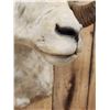 Image 4 : Alaskan Dall Sheep Shoulder Mount Taxidermy