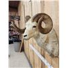 Image 5 : Alaskan Dall Sheep Shoulder Mount Taxidermy