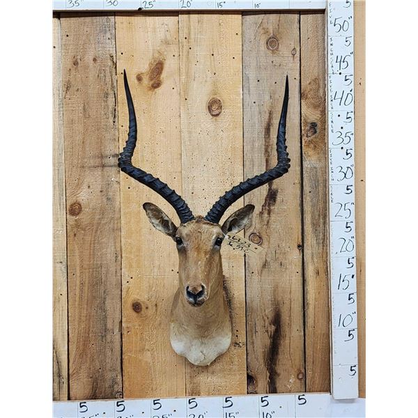 Big African Impala Shoulder Mount Taxidermy