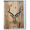 Image 1 : Big African Impala Shoulder Mount Taxidermy