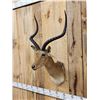 Image 2 : Big African Impala Shoulder Mount Taxidermy