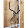 Image 3 : Big African Impala Shoulder Mount Taxidermy