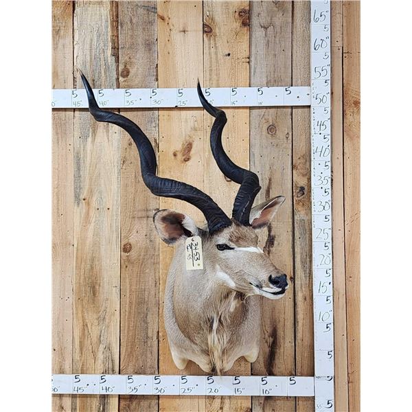African Kudu Shoulder Mount Taxidermy