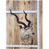 Image 1 : African Kudu Shoulder Mount Taxidermy
