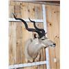 Image 2 : African Kudu Shoulder Mount Taxidermy