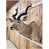 Image 3 : African Kudu Shoulder Mount Taxidermy