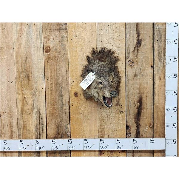 Mouflon Cross Ram Sheep Full Body Taxidermy Mount