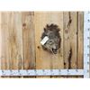 Image 1 : Mouflon Cross Ram Sheep Full Body Taxidermy Mount