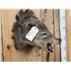 Image 2 : Mouflon Cross Ram Sheep Full Body Taxidermy Mount