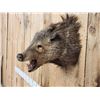Image 3 : Mouflon Cross Ram Sheep Full Body Taxidermy Mount