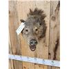 Image 4 : Mouflon Cross Ram Sheep Full Body Taxidermy Mount