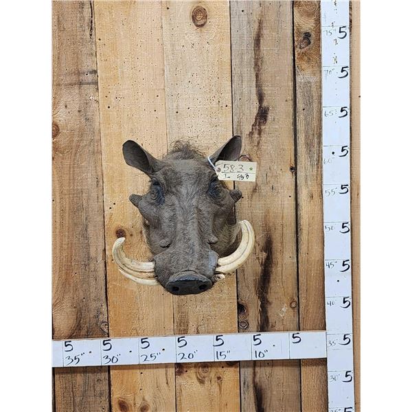 African Warthog Shoulder Mount Taxidermy