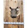 Image 2 : African Warthog Shoulder Mount Taxidermy