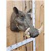 Image 4 : African Warthog Shoulder Mount Taxidermy