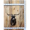 Image 1 : Feral Goat Shoulder Mount Taxidermy