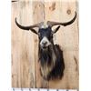 Image 2 : Feral Goat Shoulder Mount Taxidermy