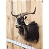 Image 3 : Feral Goat Shoulder Mount Taxidermy