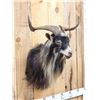 Image 4 : Feral Goat Shoulder Mount Taxidermy